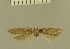  ( - TLMF Lep 28351)  @11 [ ] CreativeCommons - Attribution Non-Commercial Share-Alike (2020) Oleksiy Bidzilya Institute for the Evolutionary Ecology NAS Ukraie