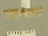  ( - TLMF Lep 28363)  @11 [ ] CreativeCommons - Attribution Non-Commercial Share-Alike (2020) Oleksiy Bidzilya Institute for the Evolutionary Ecology NAS Ukraie