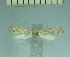  ( - TLMF Lep 28374)  @11 [ ] CreativeCommons - Attribution Non-Commercial Share-Alike (2020) Oleksiy Bidzilya Institute for the Evolutionary Ecology NAS Ukraie