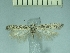  ( - TLMF Lep 28376)  @11 [ ] CreativeCommons - Attribution Non-Commercial Share-Alike (2020) Oleksiy Bidzilya Institute for the Evolutionary Ecology NAS Ukraie