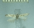 ( - TLMF Lep 28377)  @11 [ ] CreativeCommons - Attribution Non-Commercial Share-Alike (2020) Oleksiy Bidzilya Institute for the Evolutionary Ecology NAS Ukraie