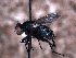  ( - Sarcophagidae PM1003)  @11 [ ] No Rights Reserved (2015) Paul Marino Memorial University of Newfoundland
