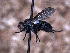  ( - Sarcophagidae PM1095)  @11 [ ] No Rights Reserved (2015) Paul Marino Memorial University of Newfoundland