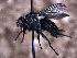  ( - Sarcophagidae PM1097)  @11 [ ] No Rights Reserved (2015) Paul Marino Memorial University of Newfoundland