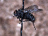  ( - Sarcophagidae PM1327)  @11 [ ] No Rights Reserved (2015) Paul Marino Memorial University of Newfoundland