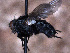  ( - Sarcophagidae PM1392)  @11 [ ] No Rights Reserved (2015) Paul Marino Memorial University of Newfoundland