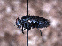  ( - Sarcophagidae PM447)  @11 [ ] No Rights Reserved (2015) Paul Marino Memorial University of Newfoundland