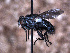  ( - Sarcophagidae PM457)  @11 [ ] No Rights Reserved (2015) Paul Marino Memorial University of Newfoundland