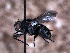  ( - Sarcophagidae PM477)  @11 [ ] No Rights Reserved (2015) Paul Marino Memorial University of Newfoundland