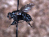  ( - Sarcophagidae PM498)  @11 [ ] No Rights Reserved (2015) Paul Marino Memorial University of Newfoundland