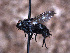  ( - Sarcophagidae PM870)  @11 [ ] No Rights Reserved (2015) Paul Marino Memorial University of Newfoundland