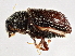  (Phloeotribini - BIOUG02832-F01)  @14 [ ] CreativeCommons - Attribution (2013) CBG Photography Group Centre for Biodiversity Genomics