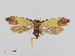  (Syntomaula sp. ACD3489 - ZMA.INS.765353)  @13 [ ] CreativeCommons - Attribution Non-Commercial Share-Alike (2012) Unspecified Naturalis, Biodiversity Centre