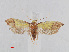  (Syntomaula sp. ACD3571 - ZMA.INS.765354)  @13 [ ] CreativeCommons - Attribution Non-Commercial Share-Alike (2012) Unspecified Naturalis, Biodiversity Centre