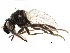  ( - BIOUG26544-A01)  @13 [ ] CreativeCommons - Attribution (2016) CBG Photography Group Centre for Biodiversity Genomics