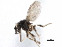 ( - BIOUG26544-A08)  @13 [ ] CreativeCommons - Attribution (2016) CBG Photography Group Centre for Biodiversity Genomics