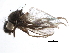  ( - BIOUG26544-B07)  @15 [ ] CreativeCommons - Attribution (2016) CBG Photography Group Centre for Biodiversity Genomics