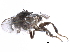  ( - BIOUG26544-C05)  @13 [ ] CreativeCommons - Attribution (2016) CBG Photography Group Centre for Biodiversity Genomics