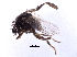  ( - BIOUG26544-C08)  @13 [ ] CreativeCommons - Attribution (2016) CBG Photography Group Centre for Biodiversity Genomics