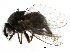 ( - BIOUG26544-C09)  @13 [ ] CreativeCommons - Attribution (2016) CBG Photography Group Centre for Biodiversity Genomics
