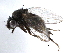  ( - BIOUG26544-C10)  @13 [ ] CreativeCommons - Attribution (2016) CBG Photography Group Centre for Biodiversity Genomics