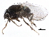  ( - BIOUG26544-D04)  @15 [ ] CreativeCommons - Attribution (2016) CBG Photography Group Centre for Biodiversity Genomics