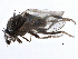 ( - BIOUG26544-D06)  @13 [ ] CreativeCommons - Attribution (2016) CBG Photography Group Centre for Biodiversity Genomics