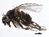  ( - BIOUG26544-D10)  @13 [ ] CreativeCommons - Attribution (2016) CBG Photography Group Centre for Biodiversity Genomics