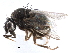  ( - BIOUG26544-E05)  @13 [ ] CreativeCommons - Attribution (2016) CBG Photography Group Centre for Biodiversity Genomics