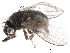  ( - BIOUG26544-E06)  @15 [ ] CreativeCommons - Attribution (2016) CBG Photography Group Centre for Biodiversity Genomics