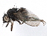  ( - BIOUG26544-E07)  @11 [ ] CreativeCommons - Attribution (2016) CBG Photography Group Centre for Biodiversity Genomics