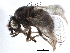  ( - BIOUG26544-G05)  @15 [ ] CreativeCommons - Attribution (2016) CBG Photography Group Centre for Biodiversity Genomics
