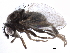  (Paramyia lustrum - BIOUG26544-G11)  @14 [ ] CreativeCommons - Attribution (2016) CBG Photography Group Centre for Biodiversity Genomics