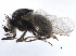  ( - BIOUG26544-H01)  @13 [ ] CreativeCommons - Attribution (2016) CBG Photography Group Centre for Biodiversity Genomics