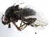  ( - BIOUG26544-H08)  @13 [ ] CreativeCommons - Attribution (2016) CBG Photography Group Centre for Biodiversity Genomics