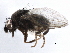  ( - BIOUG26544-H09)  @14 [ ] CreativeCommons - Attribution (2016) CBG Photography Group Centre for Biodiversity Genomics