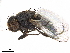  ( - BIOUG52777-E08)  @11 [ ] CreativeCommons - Attribution (2020) CBG Photography Group Centre for Biodiversity Genomics