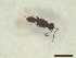  (Synopeas myles - CRAW12_B0094)  @11 [ ] by-nc-nd (2023) Unspecified CRA-W