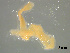  (Bothriocephalidae - GBMM249)  @11 [ ] CreativeCommons - Attribution Share-Alike (2025) Unspecified University of Minho
