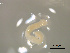  (Pterobothriidae - SIMM309)  @11 [ ] CreativeCommons - Attribution Share-Alike (2025) Unspecified University of Minho