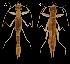  (Diplatyidae - Paradiplatys_grosseri_holotype)  @11 [ ] CreativeCommons - Attribution Share-Alike (2025) Unspecified University of Ostrava