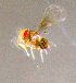  (Trichogramma soberania - Dj_A2)  @11 [ ] CreativeCommons Attribution Non-Commercial (by-nc)  Samuel Valdes Diaz Unspecified