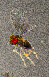  ( - Mh_190_D11)  @11 [ ] CreativeCommons Attribution Non-Commercial (by-nc)  Samuel Valdes Diaz Unspecified