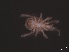 ( - MPUJ_ENT 0064612)  @11 [ ] CreativeCommons - Attribution Non-Commercial Share-Alike (2019) Eric Palevsky Agricultural Research Organization