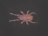  ( - USNMENT 01021781)  @11 [ ] CreativeCommons - Attribution Non-Commercial Share-Alike (2019) Eric Palevsky Agricultural Research Organization