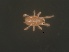  ( - USNMENT 01021790)  @11 [ ] CreativeCommons - Attribution Non-Commercial Share-Alike (2019) Eric Palevsky Agricultural Research Organization