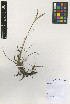  ( - IIBCE55)  @11 [ ] Copyright (2023) Unspecified Universidad de la Republica, Facultad de Agronomia, Bernardo Rosengurtt Herbarium