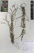 ( - IIBCE45)  @11 [ ] Copyright (2023) Unspecified Universidad de la Republica, Facultad de Agronomia, Bernardo Rosengurtt Herbarium