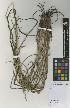  ( - IIBCE50)  @11 [ ] Copyright (2019) Unspecified Universidad de la Republica, Facultad de Agronomia, Bernardo Rosengurtt Herbarium