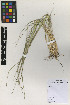  (Sorghastrum pellitum - IIBCE02)  @11 [ ] CreativeCommons - Attribution Share-Alike (2019) Unspecified Universidad de la Republica, Facultad de Agronomia, Bernardo Rosengurtt Herbarium
